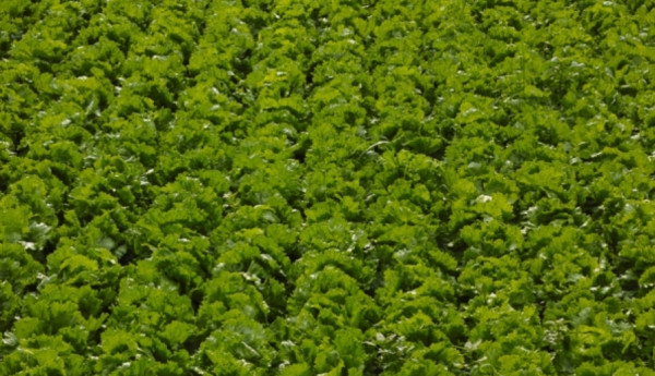 73646_61529_3847.jpg